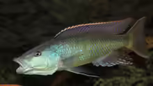 Champsochromis Spilorhynchus