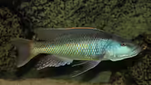 Champsochromis Spilorhynchus