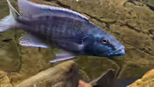 Champsochromis spilorhynchus