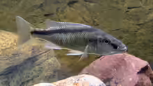 Champsochromis spilorhynchus
