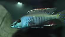 Champsochromis
