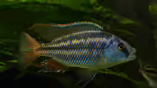 Cheilochromis euchilus WF 29.05.2013