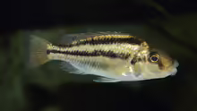 Cheilochromis euchilus WF Weibchen 06.12.2013