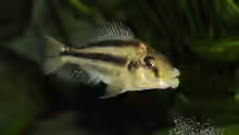 Chilotilapia euchilus