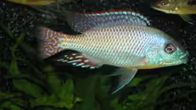 Cheilochromis euchilus
