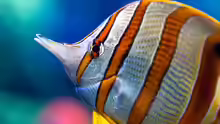 Chelmon rostratus