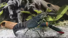 Cherax quadricarinatus