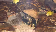 Cherax sp. Blue Moon