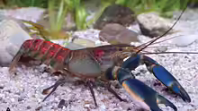 Cherax warsamsonicus