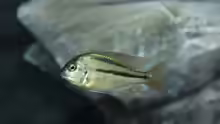Chilotilapia