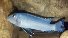 Chindongo
