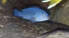 Chindongo