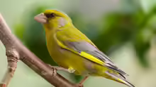 Chloris chloris