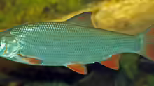 Chondrostoma nasus