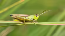 Chorthippus parallelus