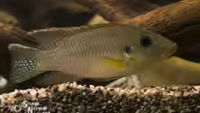 Chromidotilapia