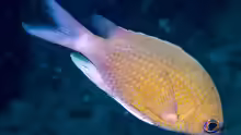 Chromis cinerascens