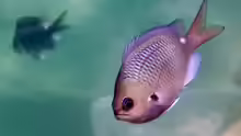 Chromis hypsilepis