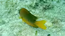Chromis insolata