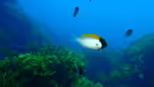 Chromis klunzingeri