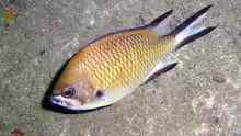 Chromis limbata