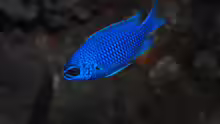 Chromis scotti