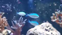 Chromis viridis - grünes Schwalbenschwänzchen