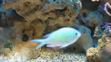Chromis viridis