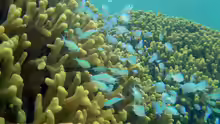 Chromis viridis