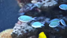 Chromis viridis