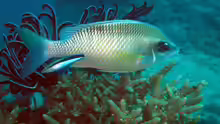 Chromis xanthochira