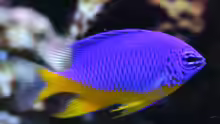 Chrysiptera hemicyanea - Arzur Riffbarsch