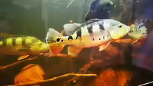 Cichla monoculus