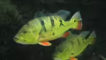 Cichla ocellaris