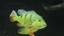 Cichla ocellaris