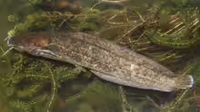 Clarias stappersii