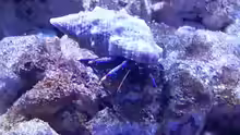 Clibanarius tricolor