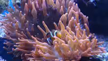 Amphiprion percula