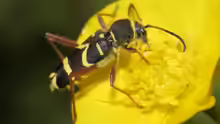 Clytus arietis