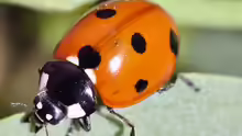 Coccinella septempunctata