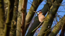 Coccothraustes coccothraustes