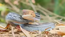 Coelognathus radiatus