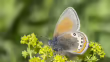 Coenonympha gardetta