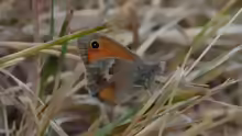 Coenonympha pamphilus