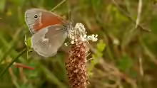 Coenonympha tullia