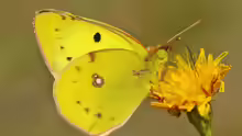 Colias alfacariensis