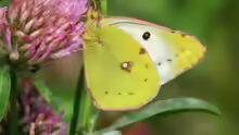 Colias hyale