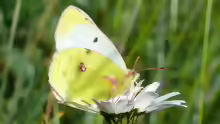 Colias phicomone