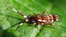 Collembola