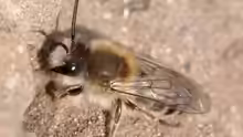 Colletes cunicularius